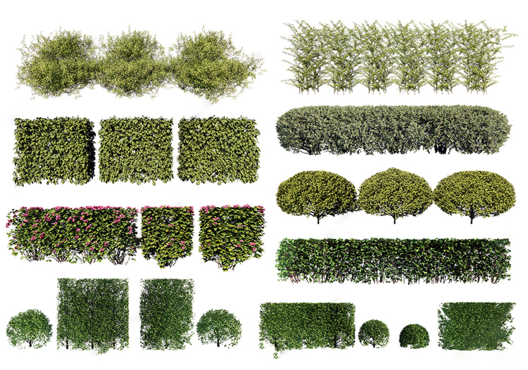 图片[6]-园林景观庭院植物花草树木绿篱乔木花卉灌木丛草图大师SU模型-刷子库