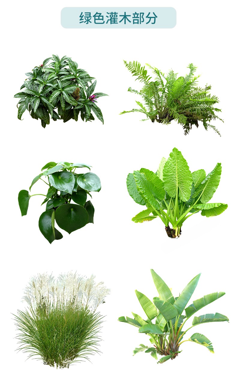 图片[15]-园林景观庭院植物花草树木绿篱乔木花卉灌木丛草图大师SU模型-刷子库