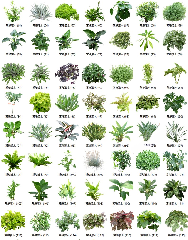 图片[17]-园林景观庭院植物花草树木绿篱乔木花卉灌木丛草图大师SU模型-刷子库