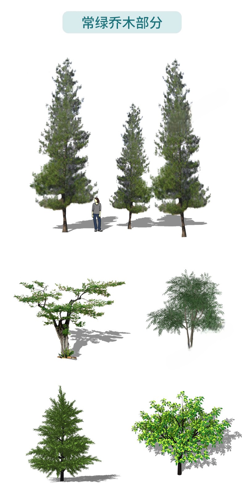 图片[19]-园林景观庭院植物花草树木绿篱乔木花卉灌木丛草图大师SU模型-刷子库