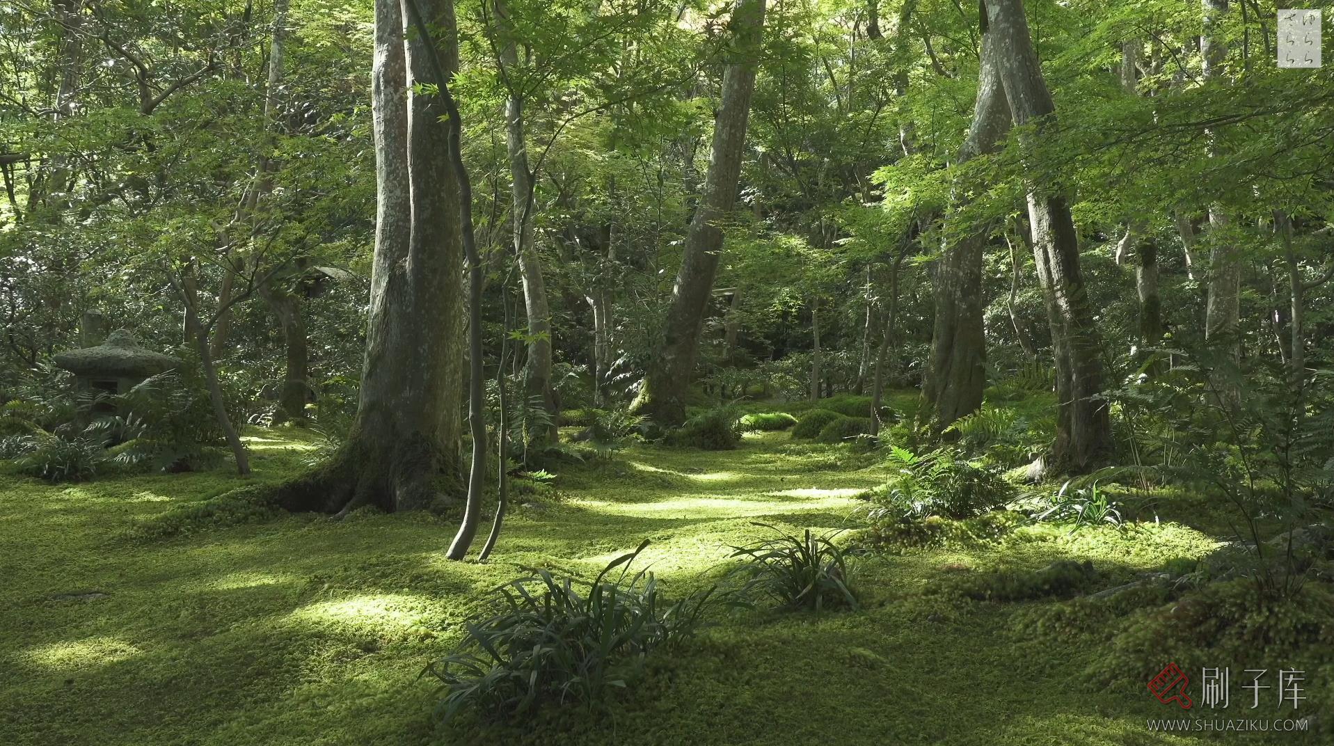 [4K] 青苔之美-京都庭院10选-7