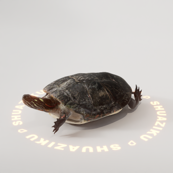 图片[4]-D5动态模型20个-刷子库