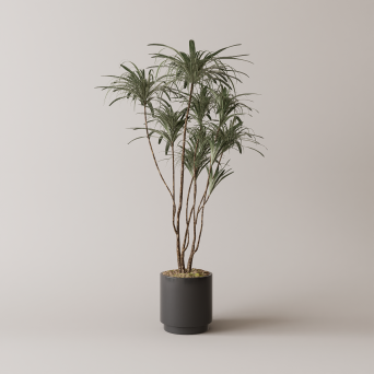 图片[3]-D5落地盆栽植物模型13个-刷子库