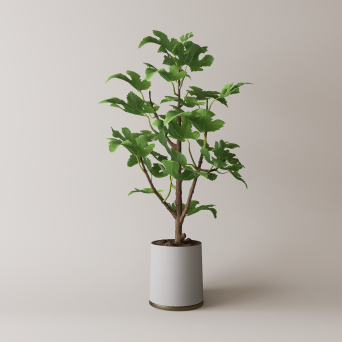 图片[9]-D5落地盆栽植物模型13个-刷子库