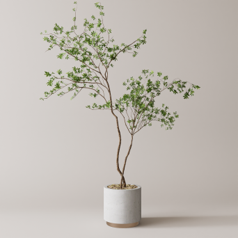 图片[1]-D5落地盆栽植物模型20个-刷子库