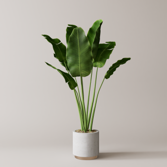 图片[3]-D5落地盆栽植物模型20个-刷子库