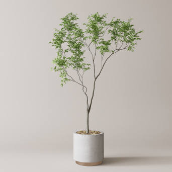 图片[4]-D5落地盆栽植物模型20个-刷子库