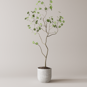 图片[6]-D5落地盆栽植物模型20个-刷子库