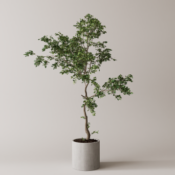 图片[13]-D5落地盆栽植物模型20个-刷子库