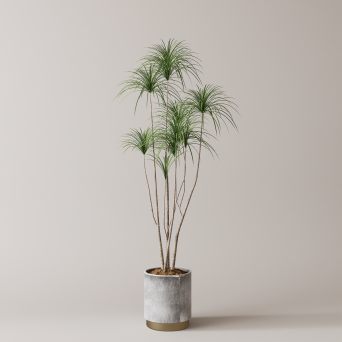 图片[16]-D5落地盆栽植物模型20个-刷子库