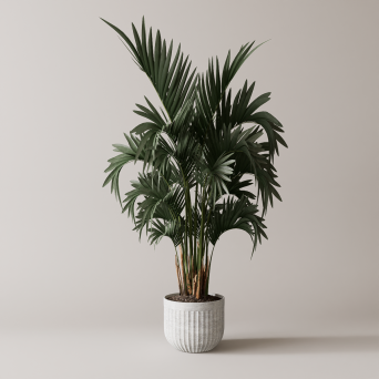 图片[20]-D5落地盆栽植物模型20个-刷子库