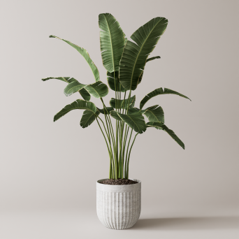 图片[19]-D5落地盆栽植物模型20个-刷子库