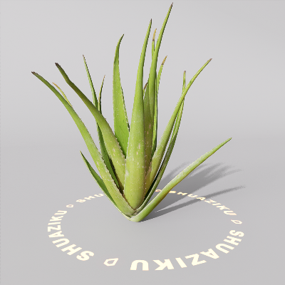 图片[1]-D5芦荟模型-刷子库