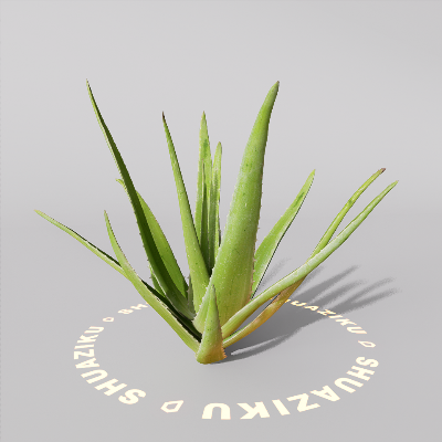 图片[2]-D5芦荟模型-刷子库