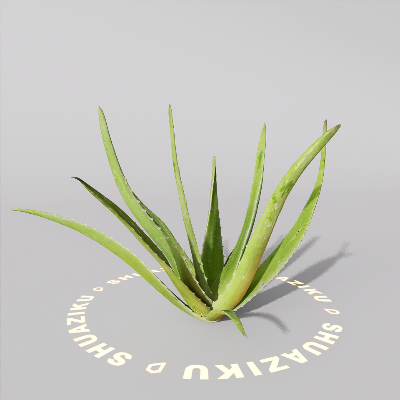 图片[3]-D5芦荟模型-刷子库