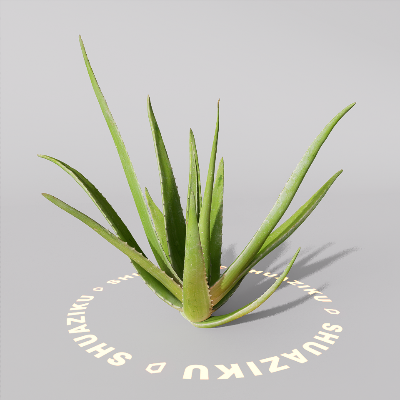 图片[4]-D5芦荟模型-刷子库