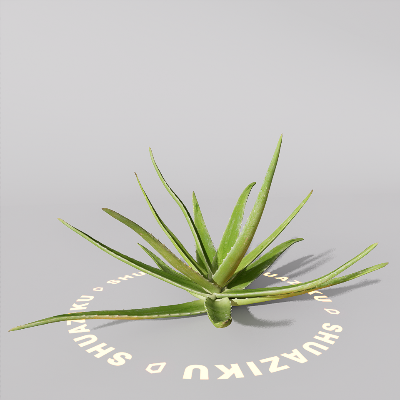 图片[6]-D5芦荟模型-刷子库