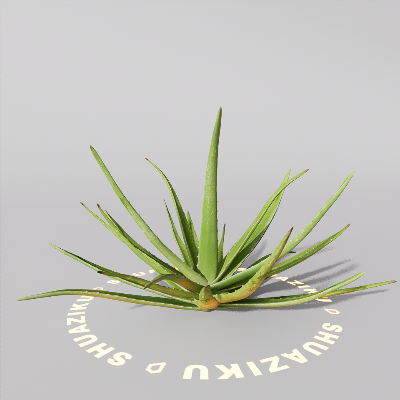 图片[5]-D5芦荟模型-刷子库