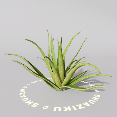 图片[8]-D5芦荟模型-刷子库