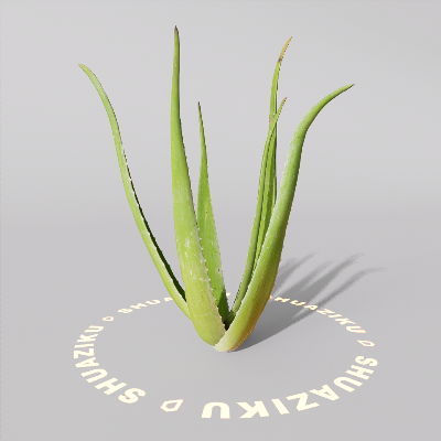 图片[11]-D5芦荟模型-刷子库