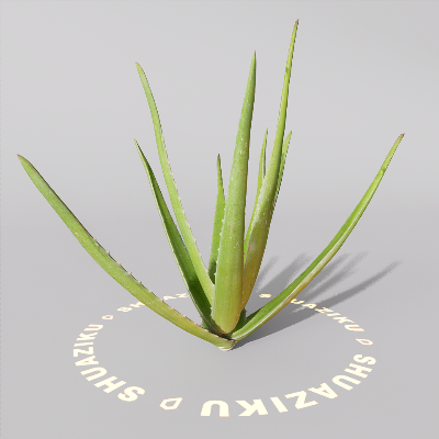 图片[12]-D5芦荟模型-刷子库