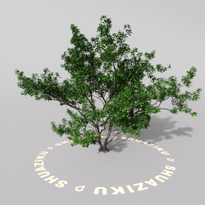 图片[5]-D5室外绿植树木模型8个-刷子库