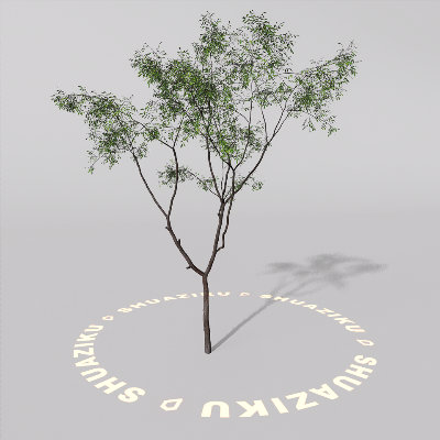 图片[2]-D5室外绿植树木模型20个-刷子库