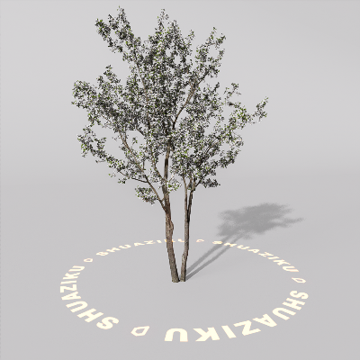 图片[4]-D5室外绿植树木模型20个-刷子库