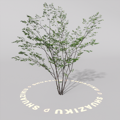 图片[18]-D5室外绿植树木模型20个-刷子库