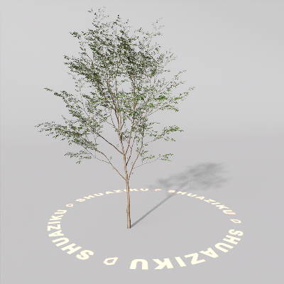 图片[19]-D5室外绿植树木模型20个-刷子库