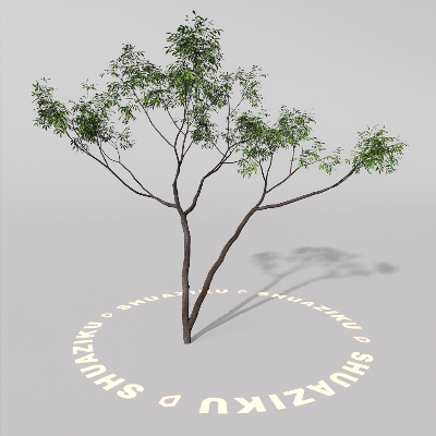 图片[20]-D5室外绿植树木模型20个-刷子库