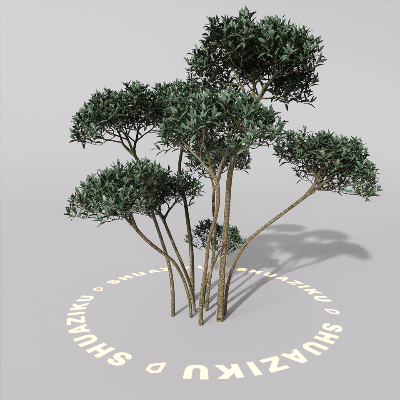 图片[6]-D5室外绿植树木模型20个-刷子库