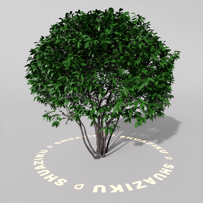 图片[11]-D5室外绿植树木模型20个-刷子库