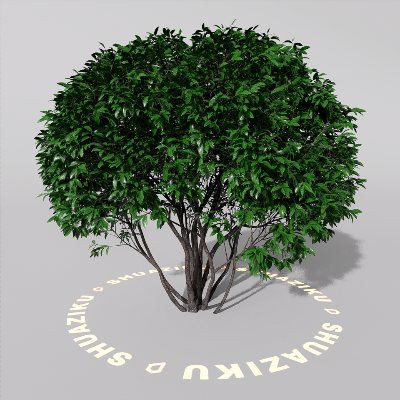 图片[10]-D5室外绿植树木模型20个-刷子库