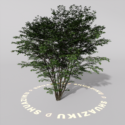 图片[4]-D5室外绿植树木模型20个-刷子库