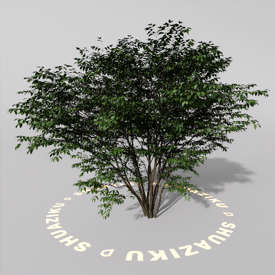 图片[6]-D5室外绿植树木模型20个-刷子库