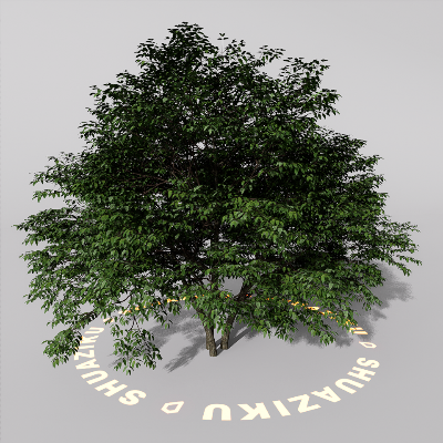 图片[10]-D5室外绿植树木模型20个-刷子库