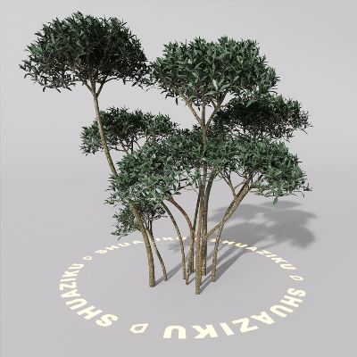 图片[14]-D5室外绿植树木模型20个-刷子库