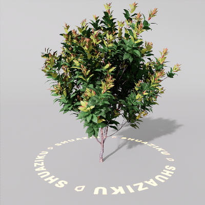 图片[7]-D5室外绿植树木模型20个-刷子库