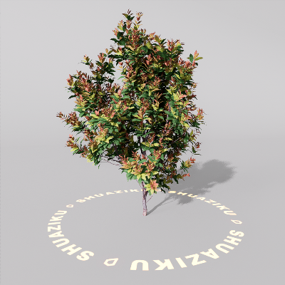 图片[20]-D5室外绿植树木模型20个-刷子库