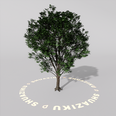 图片[4]-D5室外绿植树木模型20个-刷子库