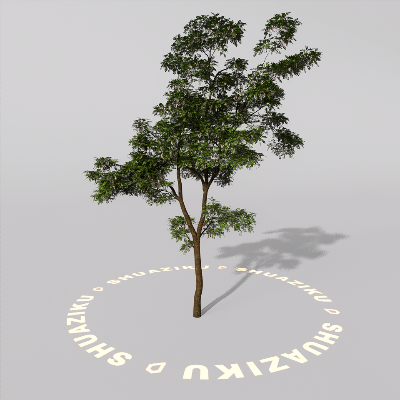 图片[13]-D5室外绿植树木模型20个-刷子库