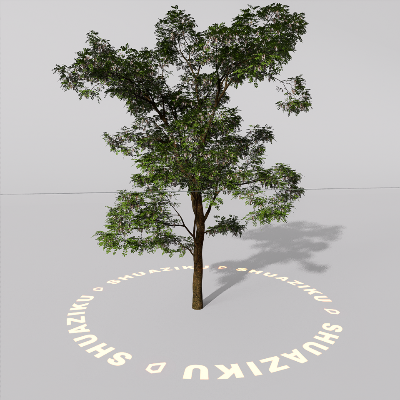 图片[12]-D5室外绿植树木模型20个-刷子库