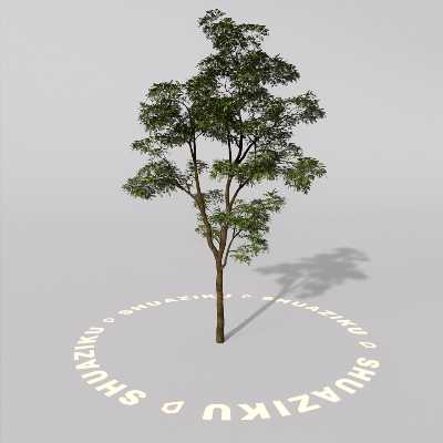 图片[14]-D5室外绿植树木模型20个-刷子库