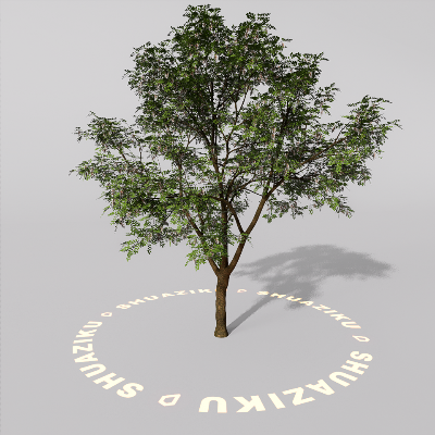 图片[15]-D5室外绿植树木模型20个-刷子库