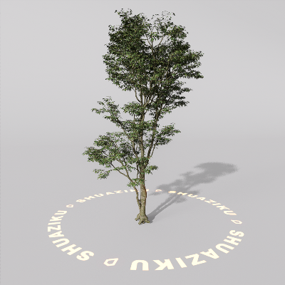 图片[16]-D5室外绿植树木模型20个-刷子库