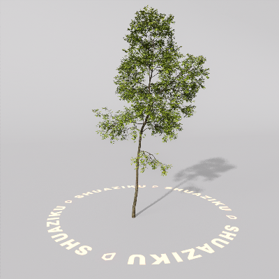 图片[17]-D5室外绿植树木模型20个-刷子库