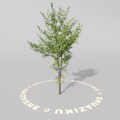 图片[4]-D5室外绿植树木模型20个-刷子库