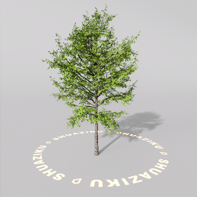 图片[6]-D5室外绿植树木模型20个-刷子库