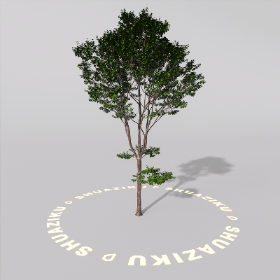 图片[7]-D5室外绿植树木模型20个-刷子库